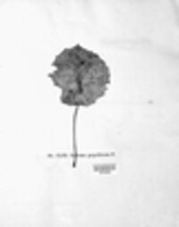Linospora ceuthocarpa image